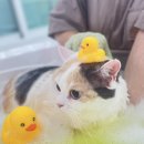 창원고양이미용 무냥무냥 이미지