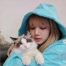 리사몰 마이데일리