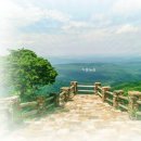 진산주 이미지