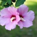 무궁화세탁 이미지