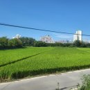 영천덴트