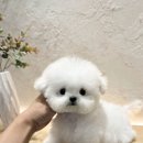 프리미엄켄넬