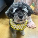 봄봄그루밍샵 이미지