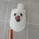 몽쭈쭈 이미지