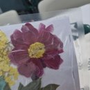 농업기술센터 뒤 | 부안군 농업기술센터 압화반 9회차 후기(Ft. 내가 만든 작약 누름꽃 에코백 아까워서 어찌 들지)