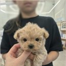 유앤미펫고양이분양강아지분양