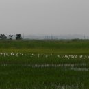 호곡리의 황로(Bubulcus ibis) 이미지