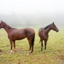 우천목장 이미지