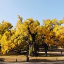 은행나무길 화장실 이미지