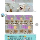 어울리개 이미지