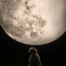 슈가몽 애견펜션 이미지