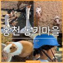 알찬하루 | 홍천 동키마을 당나귀도 타고 먹이도 주고 알찬 하루 보낸 후기