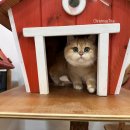 봉봉캐터리 이미지