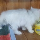 소공동묘 이미지