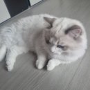 고양이분양 반하나캣 이미지