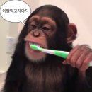 우림(아) 이미지