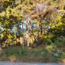 사파동155 이미지