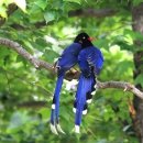 자라는나무 이미지