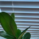 초보 가드너를 위한 여름 식물 인테리어 | 🌱 초보 가드너 필독! 우리 집 고무나무 '가지치기' 완전 정복 (8월 → 11월 성장 기록)