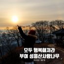행정용 75 | 2026년 병오년 부여 새해맞이 명소 성흥산사랑나무 현장 후기