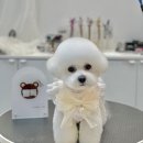 빵독 반려미용실 이미지