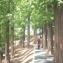 송정메타세콰이어길 이미지