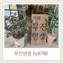 무진연생