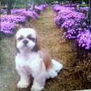 소희꽃농원 이미지