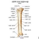 Tibia&amp;fibular 이미지