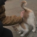 나만 없어 고양이 이미지