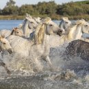 권세목장 이미지