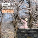 뒷골3공영노외주차장 | 2026 실시간 경남 밀양 벚꽃명소 밀양읍성 밀양강 수변길 코스 주차장