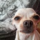 맑은 동물병원 이미지