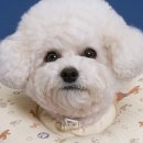 아이도그 이미지