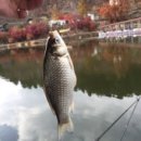 강촌체험장낚시터 이미지