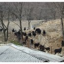 힘찬염소농장 이미지