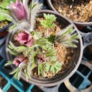 동강할미원예종 외 이미지