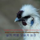 백봉