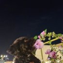 카페화치