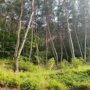 소나무숲아래 이미지