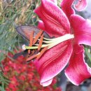 평촌시골집 이미지