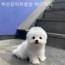 부산강아지분양 하이퍼피 네이버블로그