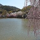 영산 연지 이미지