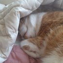 그루밍 시옷 이미지