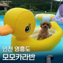 자유센타 농협앞 | 영흥도 1박2일 애견동반 숙소 추천 모모카라반 (운동장·수영장·바베큐)