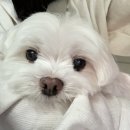 다녀오개습니다 네이버블로그