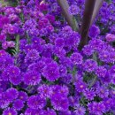 대전유성 유림국화축제 이미지