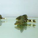 로얄 수족관 이미지