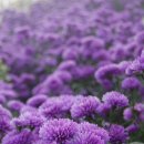 성천농장 이미지