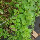 이완기농장 이미지